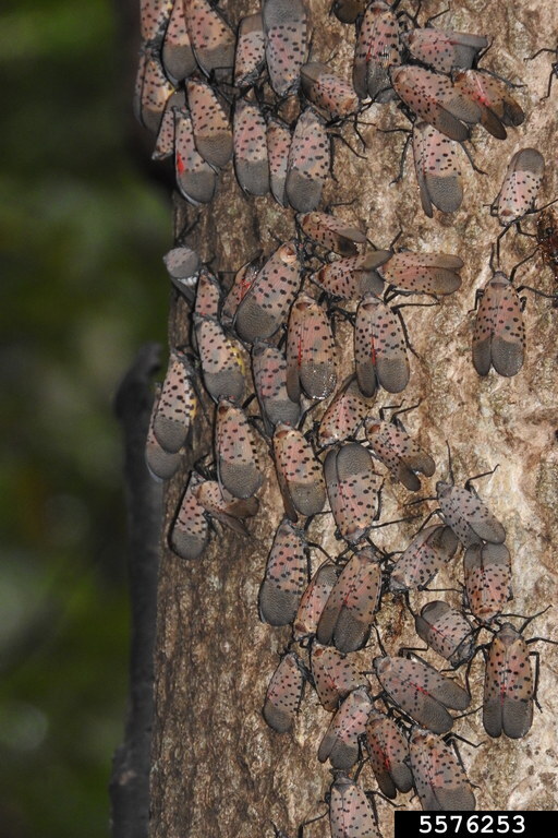 Spotted Lanternflies on tree